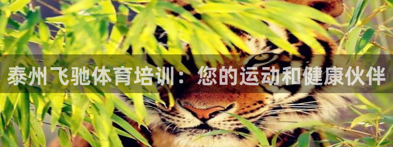 尊龙凯时网页版：泰州飞驰体育培训：您的运动和健康伙伴